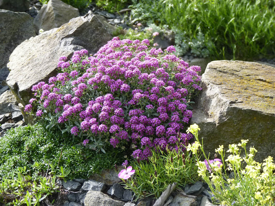 Ptilotrichum spinosum 'purpureum' photo